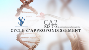 Cycle_approfondissement_2